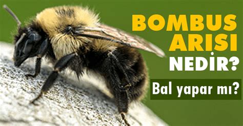 Bombus arı şerbeti nasıl yapılır